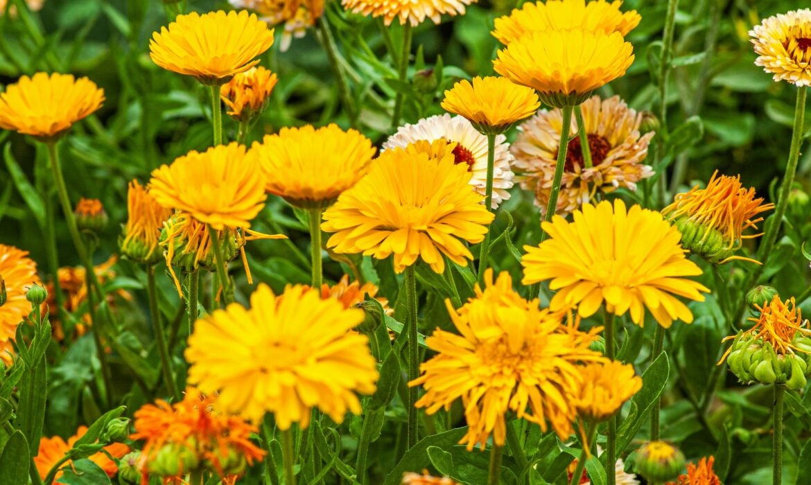 cvet nevena 1170x700 - Fitopreparati i prirodna kozmetika