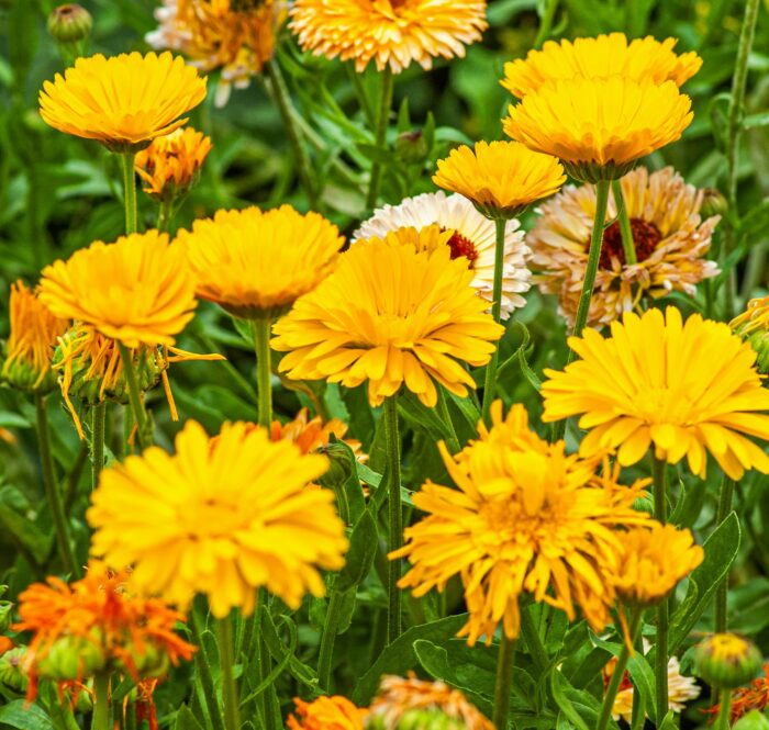 cvet nevena 700x665 - Zašto je neven dobar izbor za suvu i osetljivu kožu