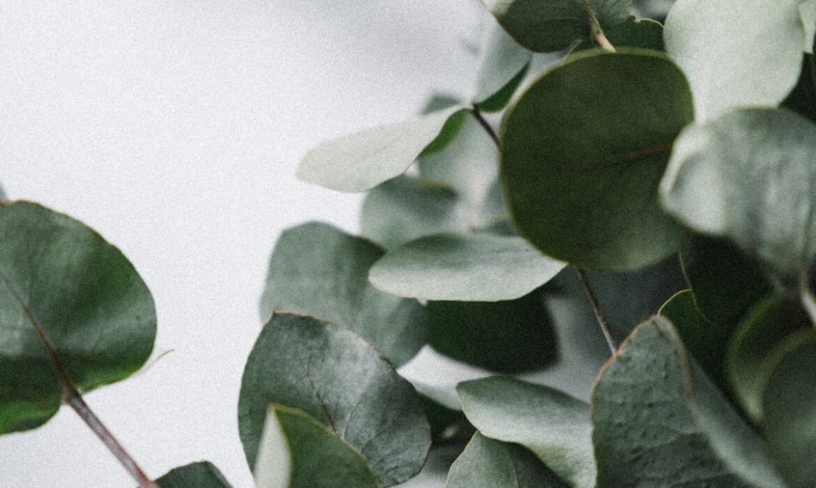 Fitopreparati i prirodna kozmetika eukaliptus sinusi prirodno disanje 2 1170x700 - Fitopreparati i prirodna kozmetika