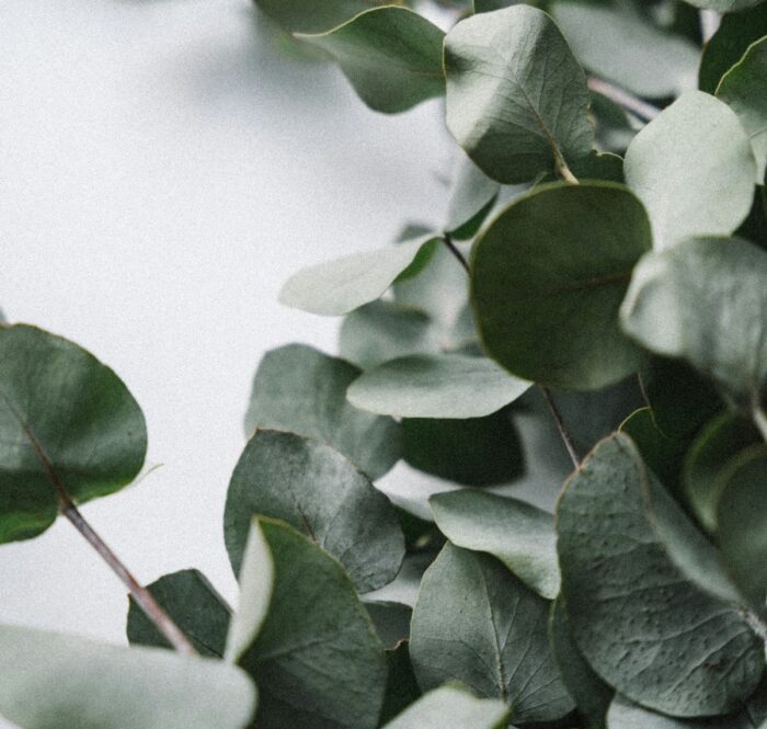 eukaliptus sinusi prirodno disanje 2 700x665 - Šta pomaže kod sinusa – prirodne navike i biljke