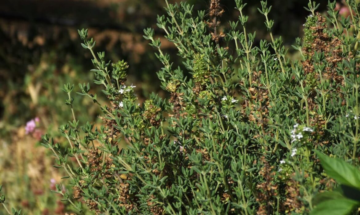 timijan sinusi prirodno disanje 1170x700 - Fitopreparati i prirodna kozmetika