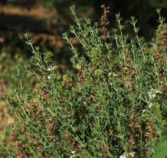 timijan sinusi prirodno disanje 700x665 - Kako očistiti sinuse prirodno – 5 navika i biljaka koje mogu pomoći disajnim putevima