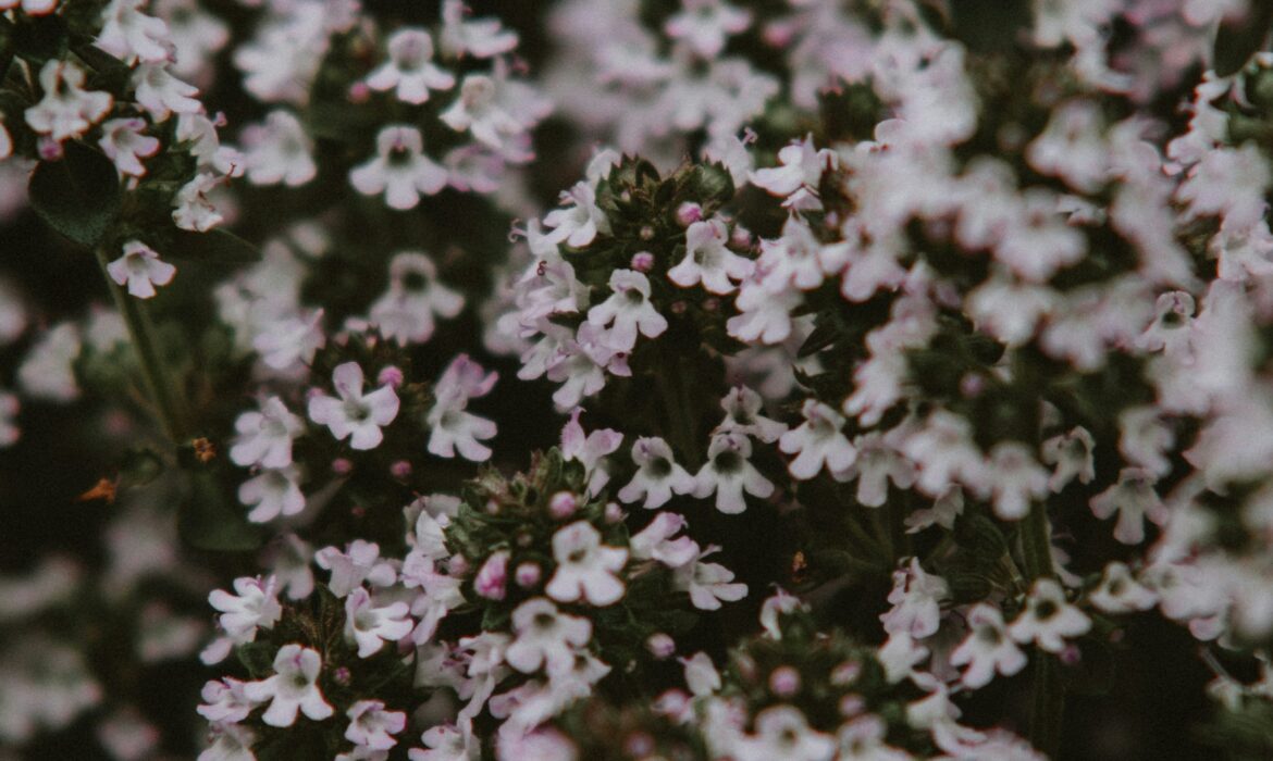 kate cullen OtE1fp1EtAY unsplash1 1170x700 - Fitopreparati i prirodna kozmetika