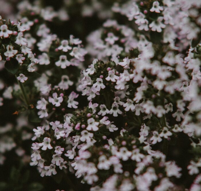 kate cullen OtE1fp1EtAY unsplash1 700x665 - Kako očistiti sinuse prirodno – kompletan vodič