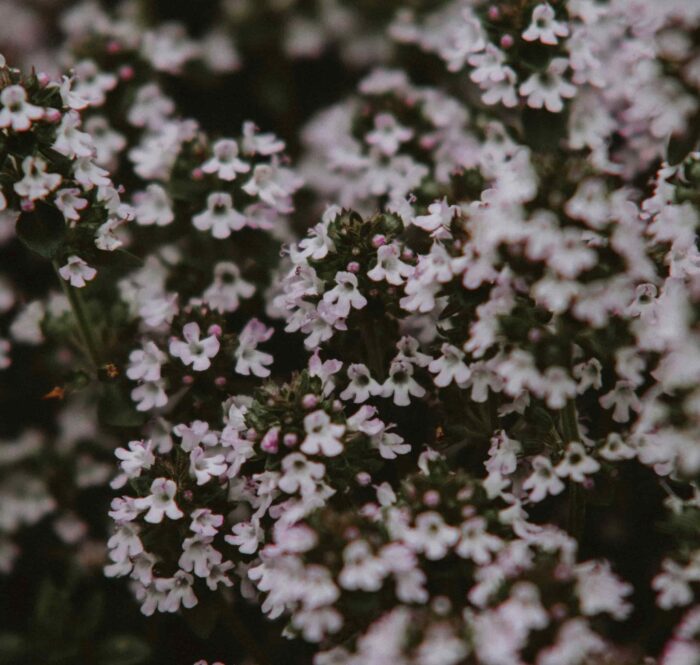 lekovite biljke za sinuse timijan 700x665 - Upala sinusa - uzroci i prirodan pristup